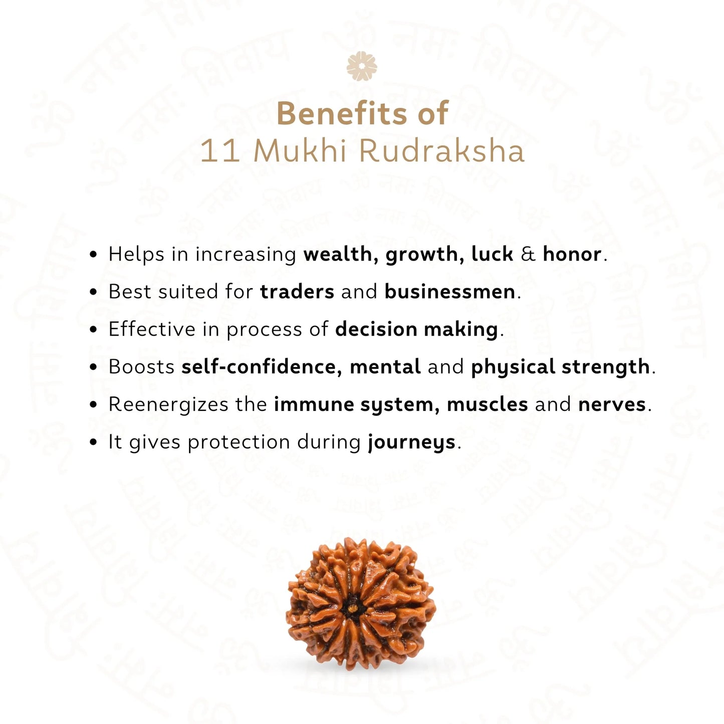 11 Mukhi Rudraksha ( Nepali )