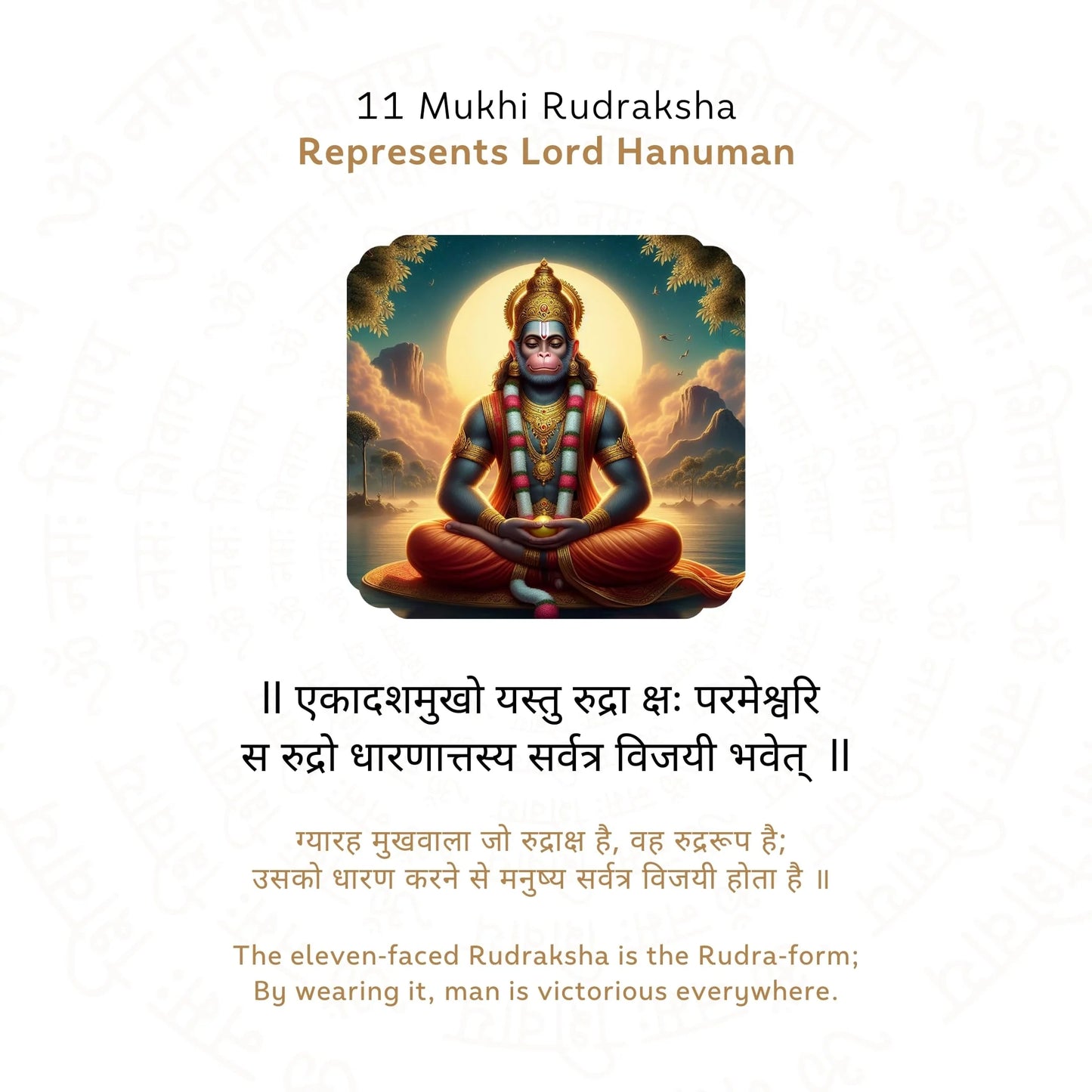 11 Mukhi Rudraksha ( Nepali )