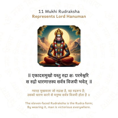 11 Mukhi Rudraksha ( Nepali )