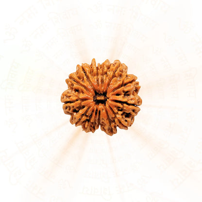 12 Mukhi Rudraksha ( Nepali )