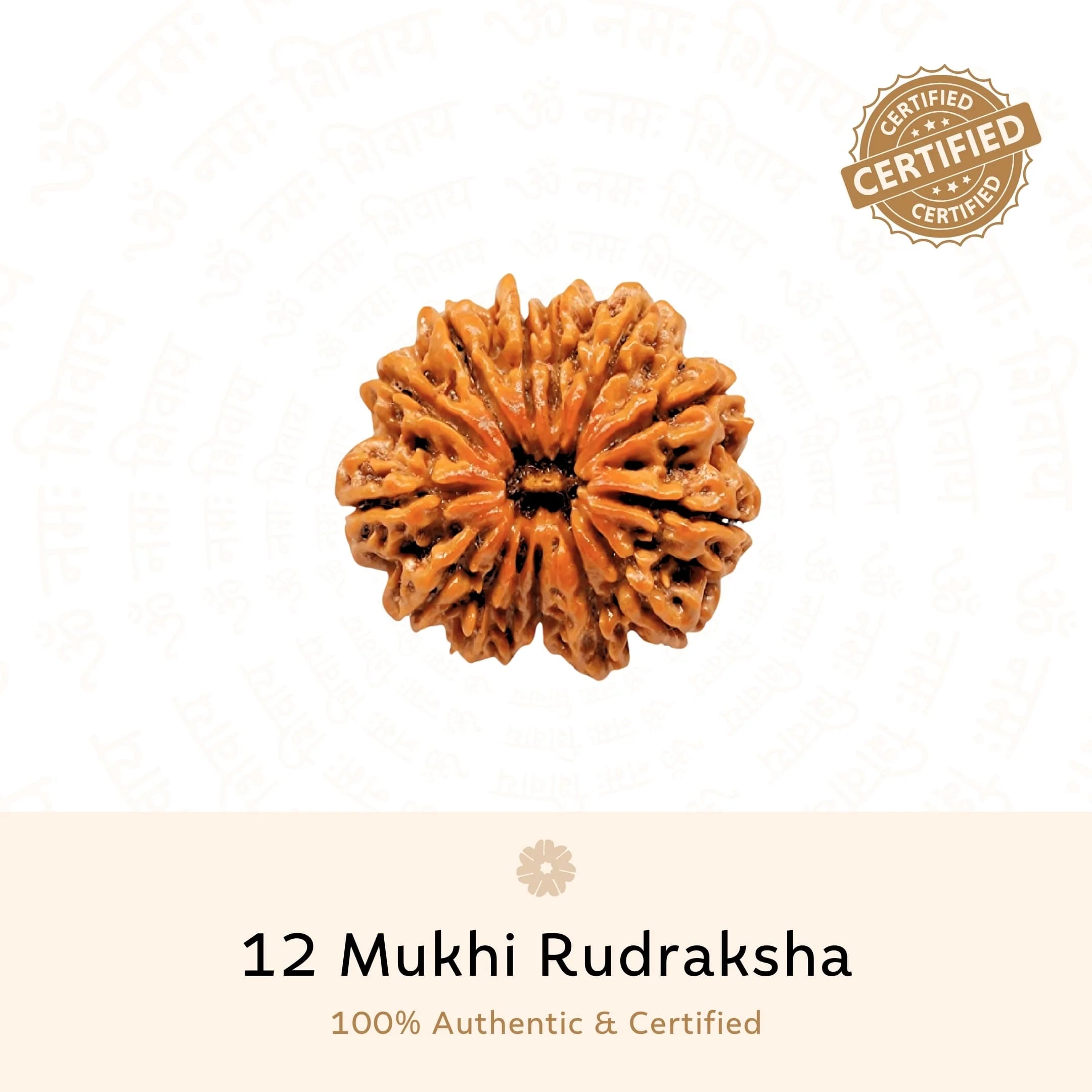 12 Mukhi Rudraksha ( Nepali )