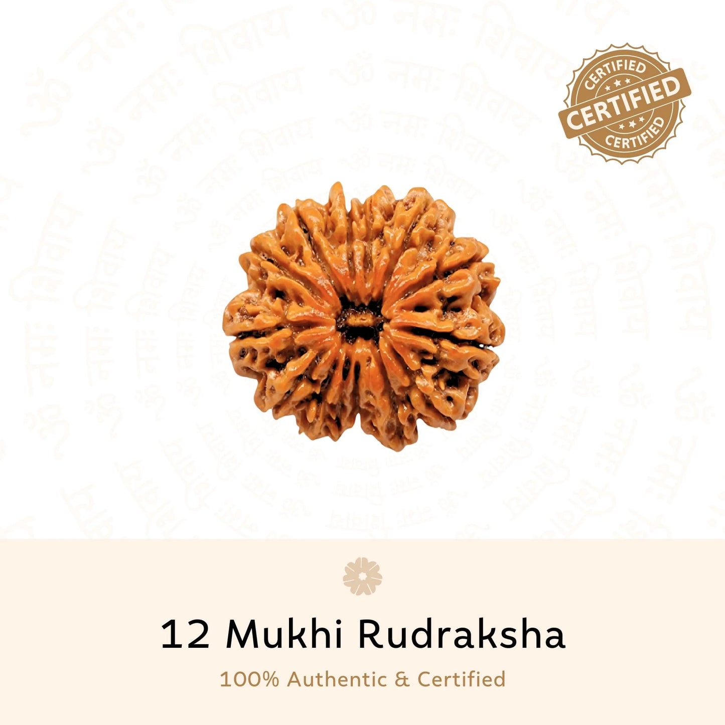 12 Mukhi Rudraksha ( Nepali )