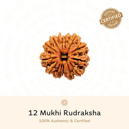 12 Mukhi Rudraksha ( Nepali )