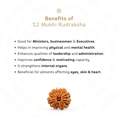 12 Mukhi Rudraksha ( Nepali )