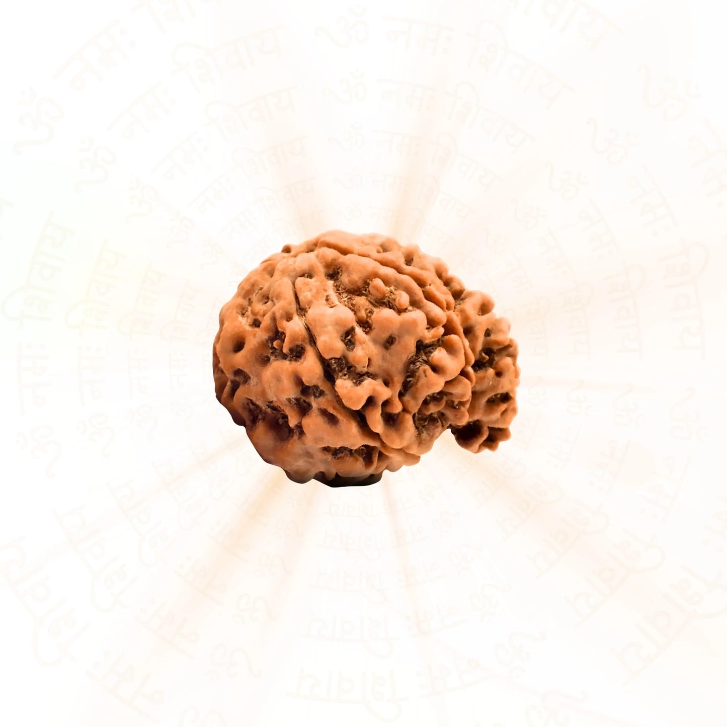 Ganesh 5 Mukhi Rudraksha (Nepali)