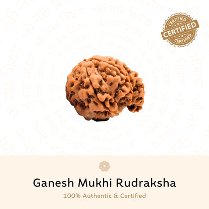 Ganesh 5 Mukhi Rudraksha (Nepali)