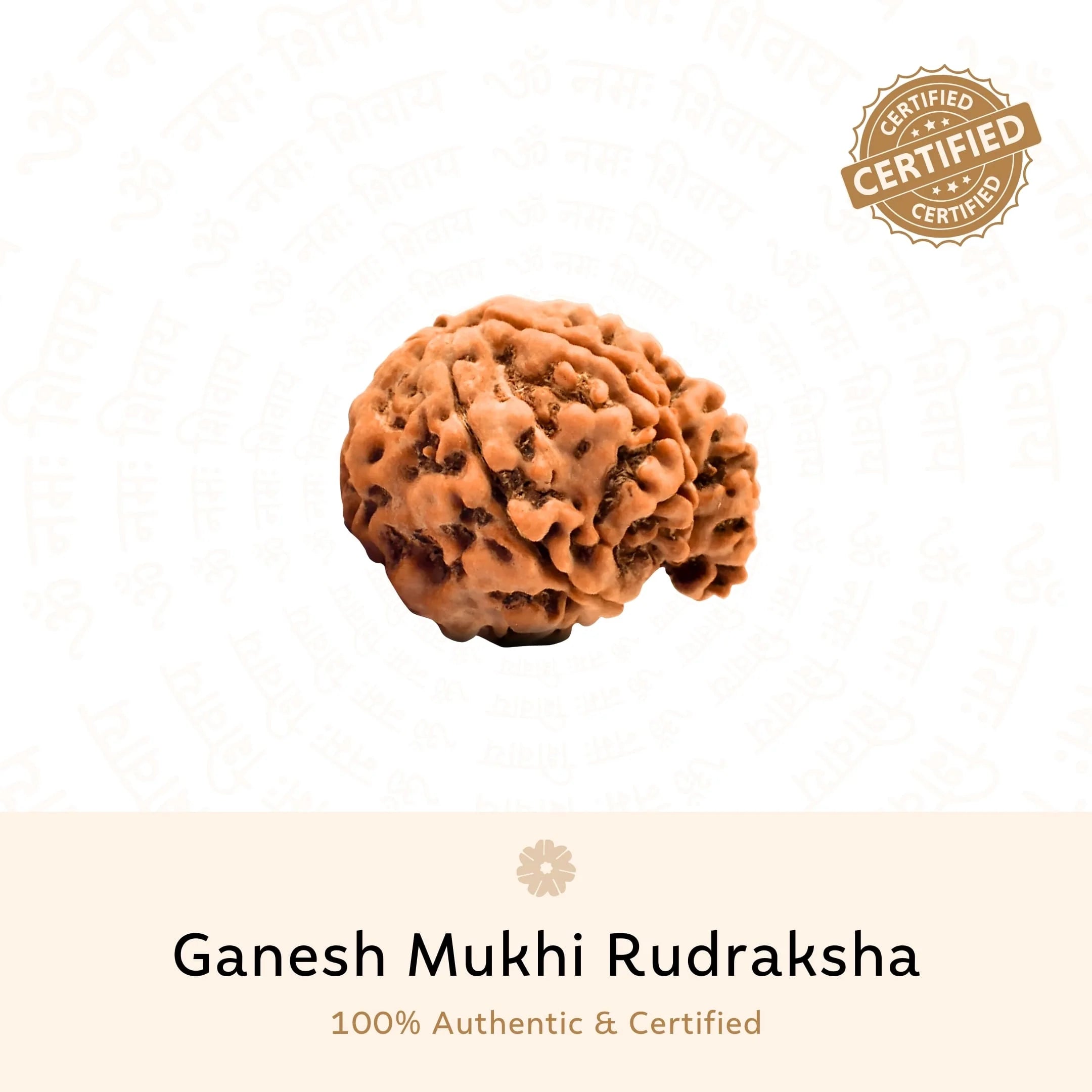 Ganesh 6 Mukhi Rudraksha (Nepali)