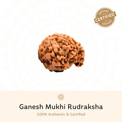 Ganesh 6 Mukhi Rudraksha (Nepali)