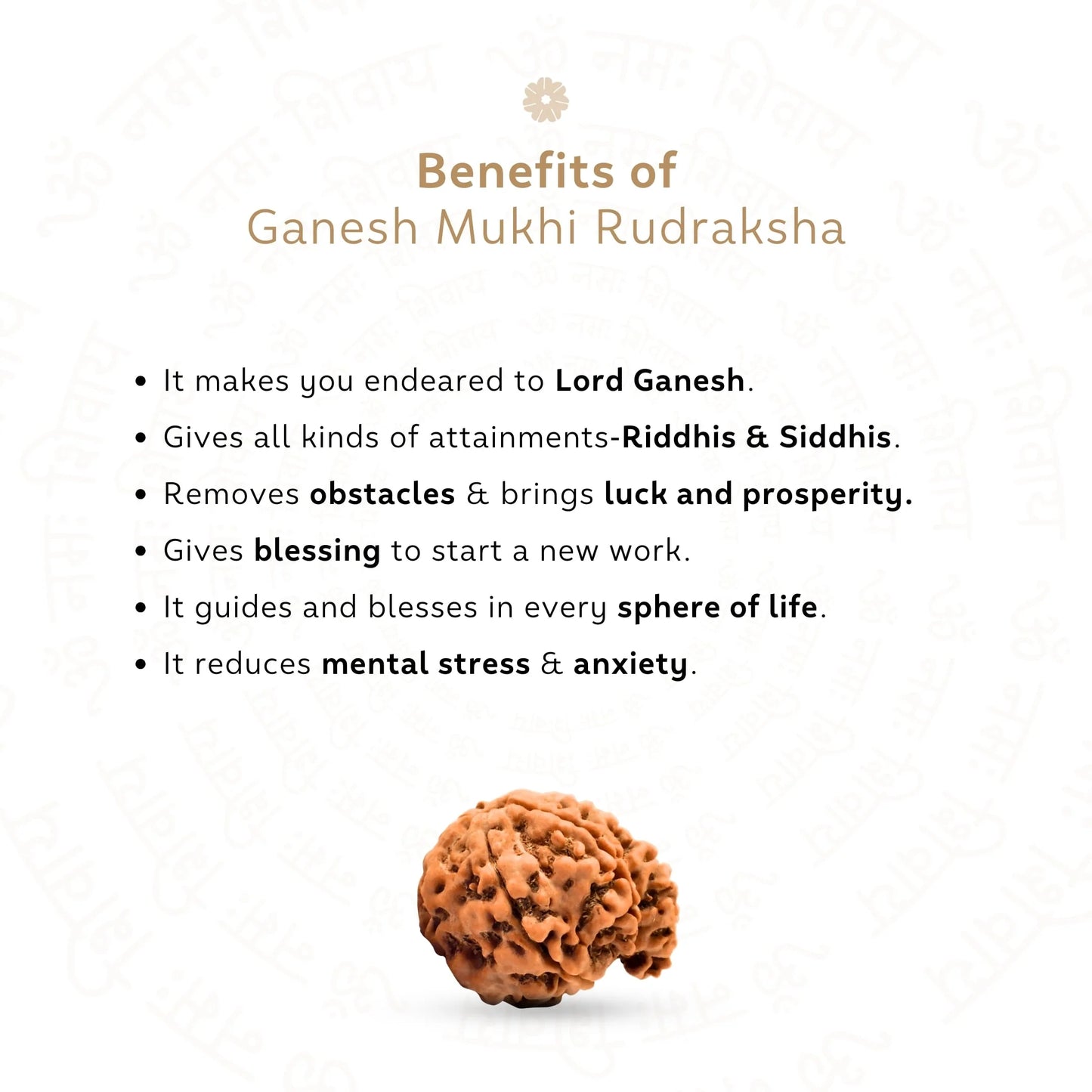 Ganesh 6 Mukhi Rudraksha (Nepali)
