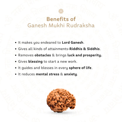 Ganesh 6 Mukhi Rudraksha (Nepali)