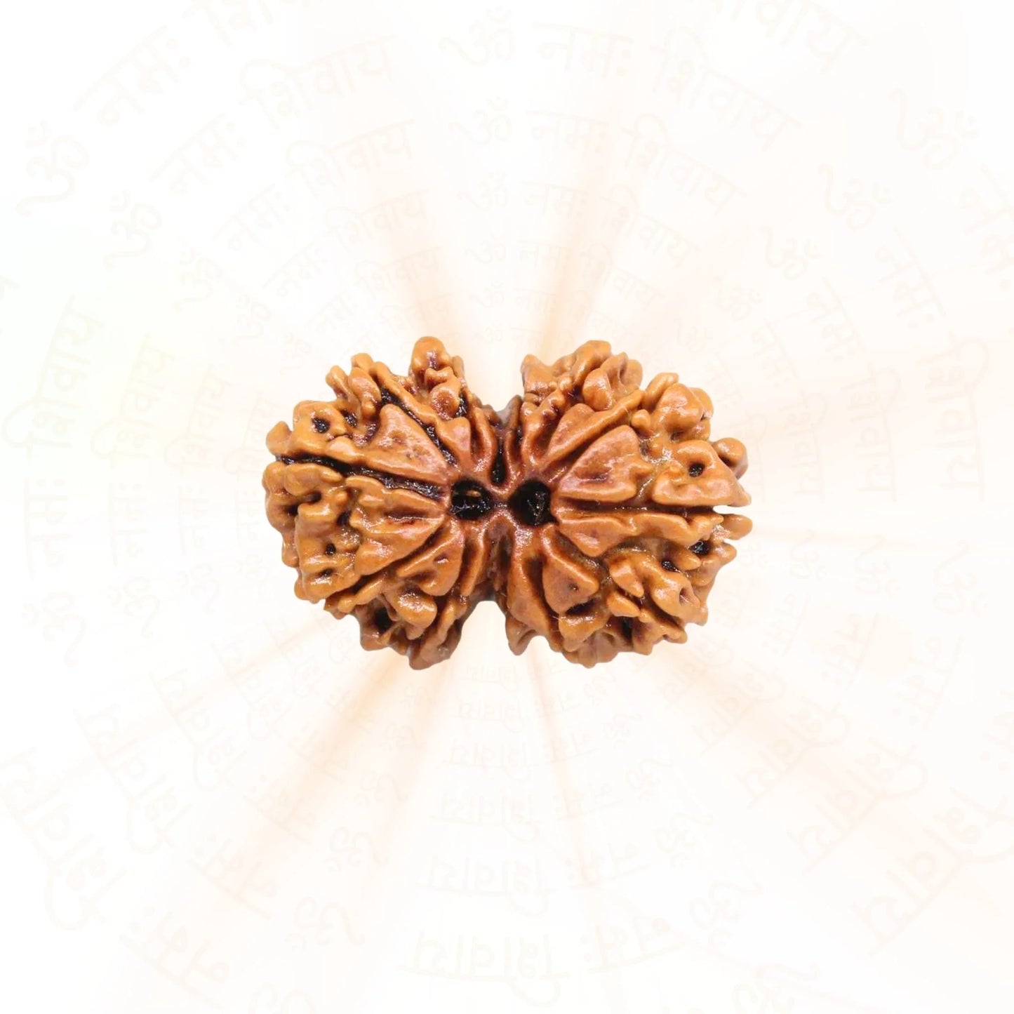 Sale Gauri Shankar Rudraksha (Nepali)