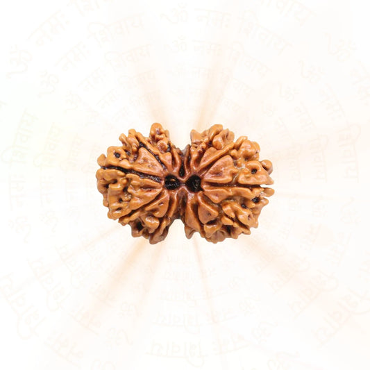 Sale Gauri Shankar Rudraksha (Nepali)