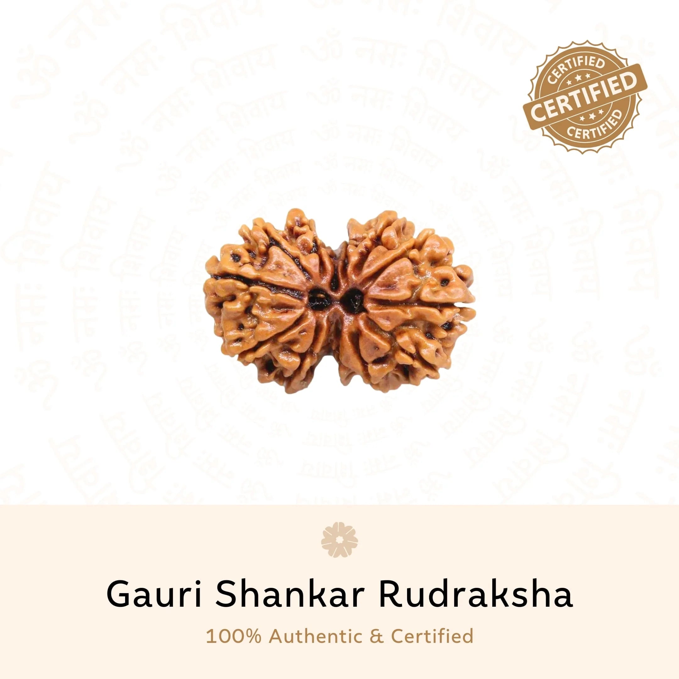 Sale Gauri Shankar Rudraksha (Nepali)