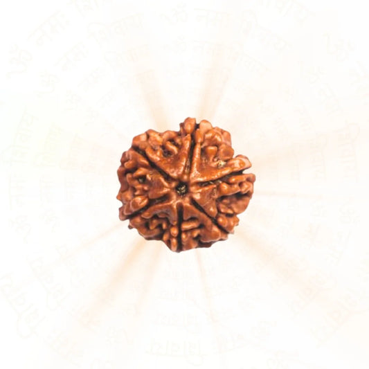 6 Mukhi Rudraksha ( Nepali )