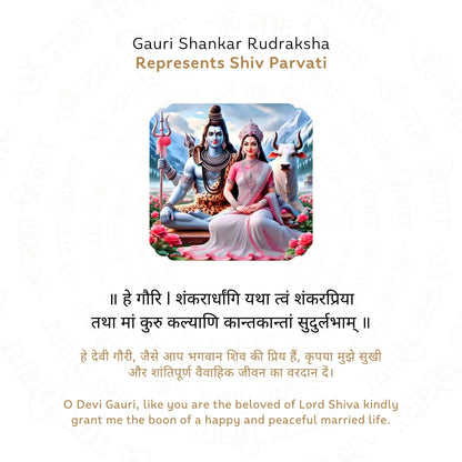 Sale Gauri Shankar Rudraksha (Nepali)