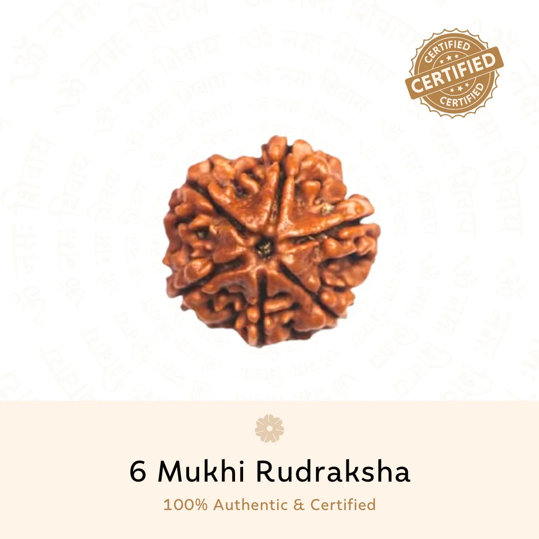 6 Mukhi Rudraksha ( Nepali )