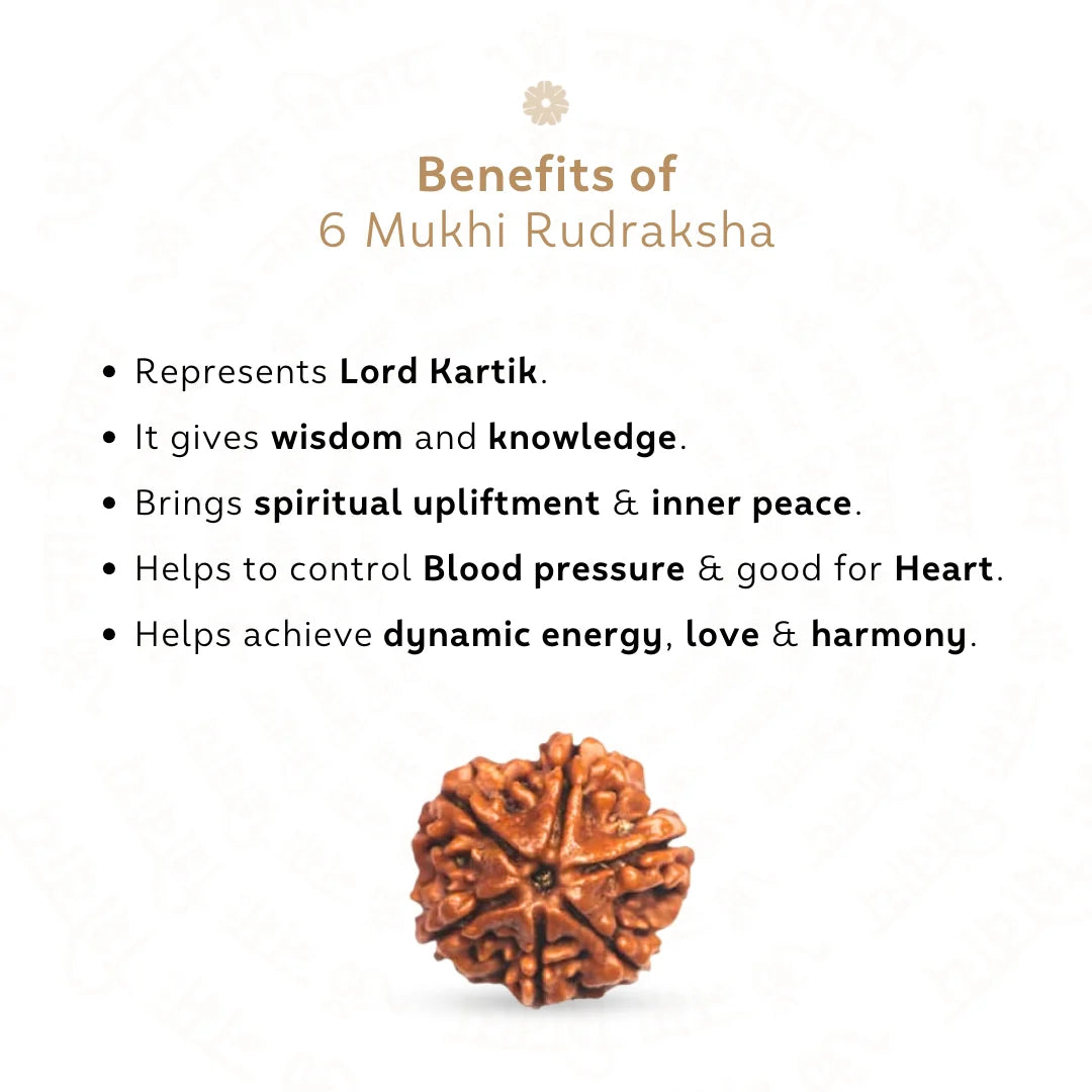 6 Mukhi Rudraksha ( Nepali )