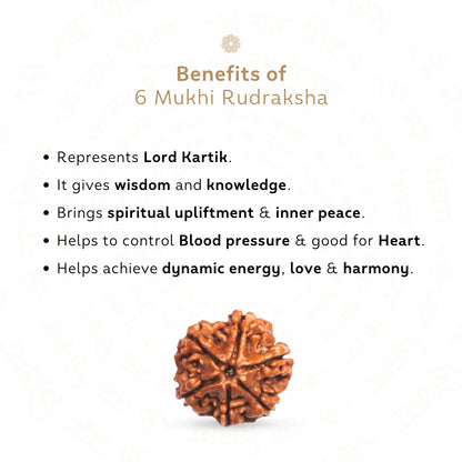 6 Mukhi Rudraksha ( Nepali )