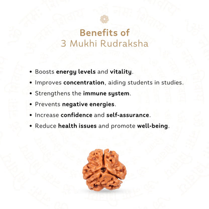 3 Mukhi Rudraksha ( Nepali )