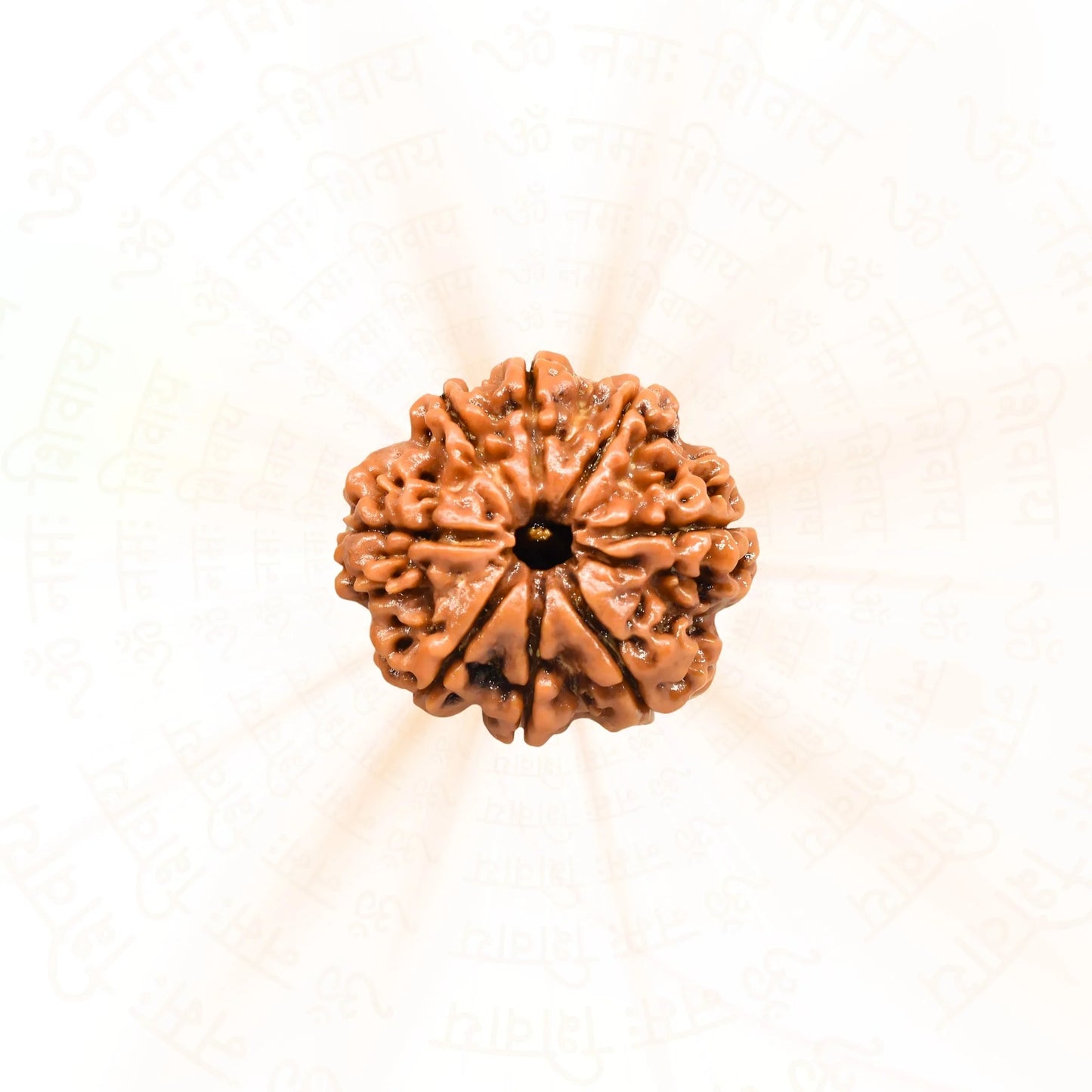 8 Mukhi Rudraksha ( Nepali )