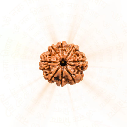 8 Mukhi Rudraksha ( Nepali )