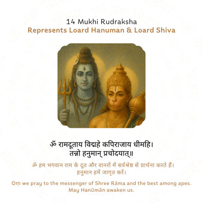 14 Mukhi Rudraksha (Nepali)